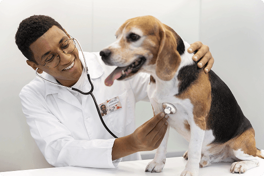 Imagem de um veterinário com um cachorro branco